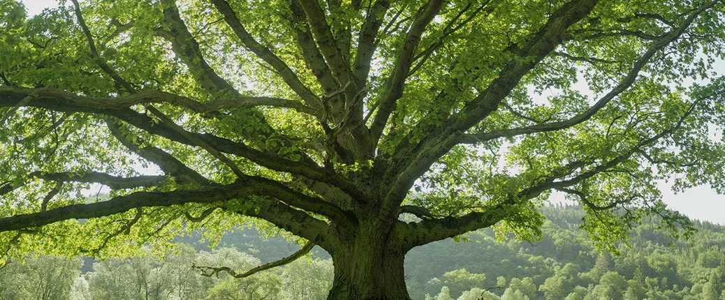Grand arbre dans un pré