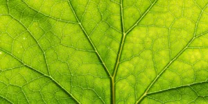 Feuille verte en gros plan