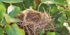 Nid d’oiseau dans un arbre