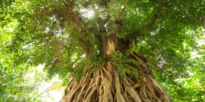Grand arbre vu depuis son pied